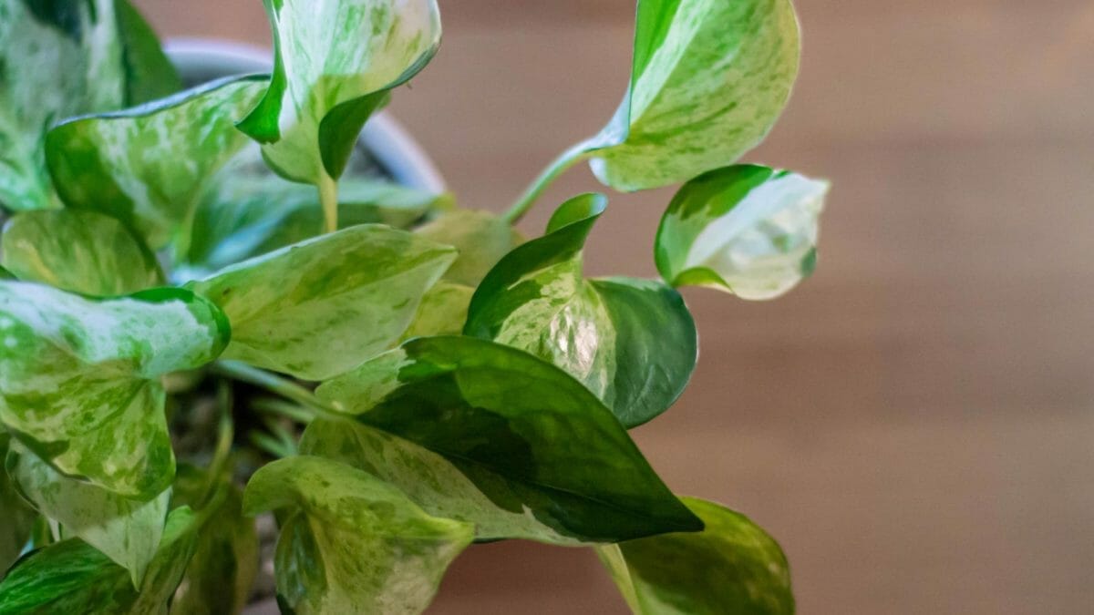 Pothos N Joy vs Pearls and Jade: 7 Differences + Care Tips 4 pearls and jade pothos plant