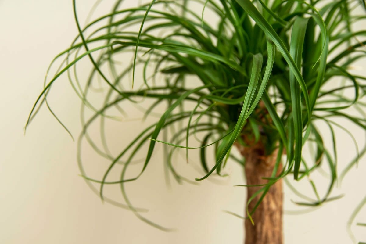 Top 11 Gorgeous Houseplants Safe For Cats (With Pictures) 11 ponytail palm house plant