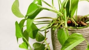 Pothos Has Brown Stems: 7 Causes, How to Prevent & Fixing 1 pothos brown stems up close in a pot