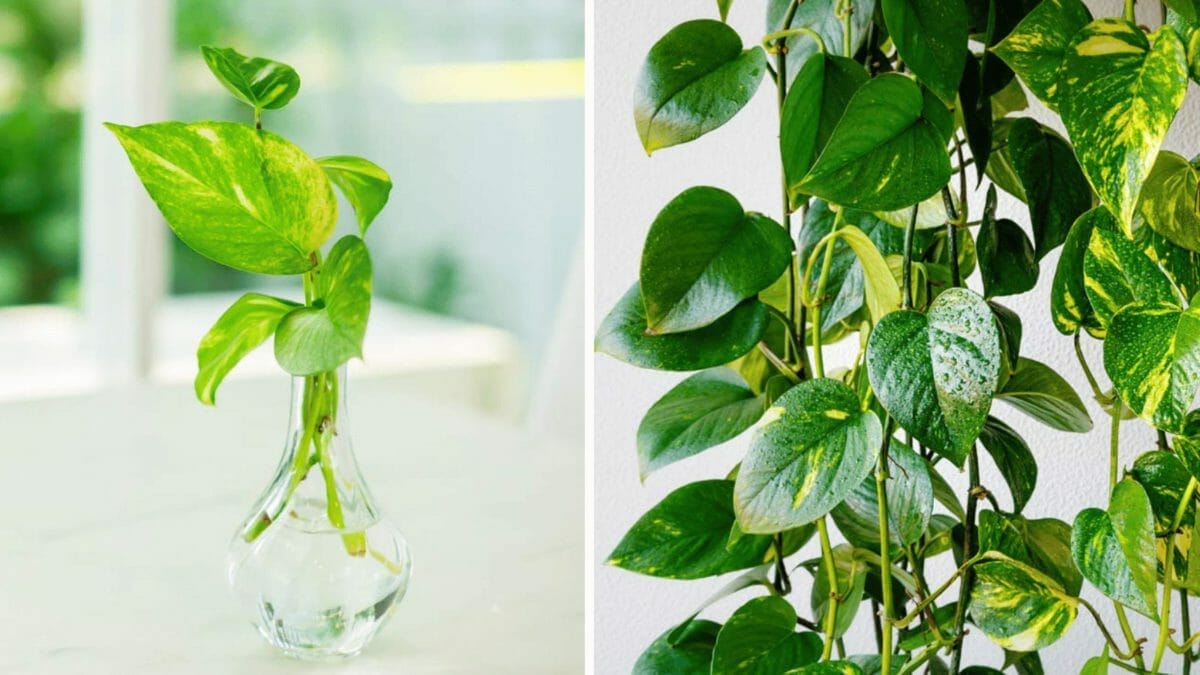 Do Pothos Flower? How These Plants Mysteriously Bloom 9 showing plant growth with pothos fertilizer