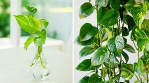Pothos Fertilizer: Best Way to Turn Your Plant Into a Beauty 1 showing plant growth with pothos fertilizer