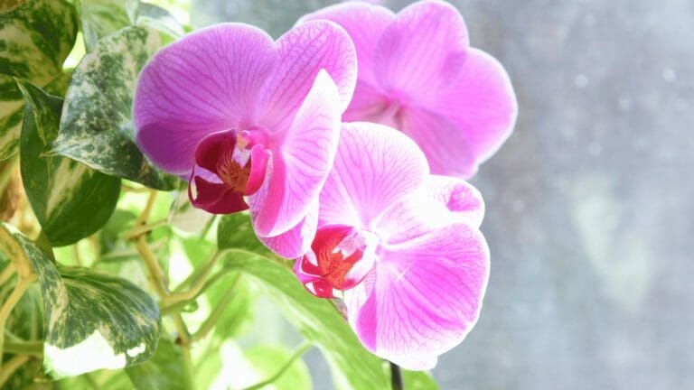Do Pothos Flower? How These Plants Mysteriously Bloom 9 pothos flower bloom