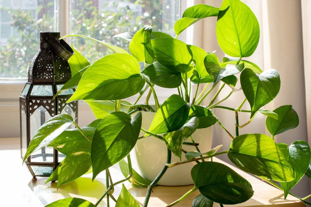 Why Is My Pothos Not Growing? (8 Causes + Simple Solutions) 7 pothos growing by window