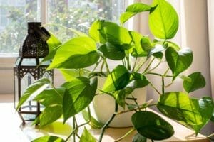 How Fast Does Pothos Grow? (Answered + Plant Growth Tips) 1 pothos growing by window