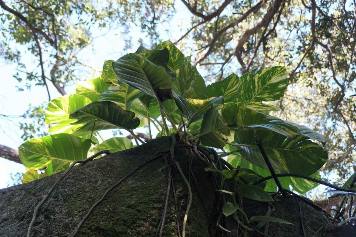 Hawaiian Pothos: How To Grow a Giant Pothos Indoors 5 giant pothos plant outdoors