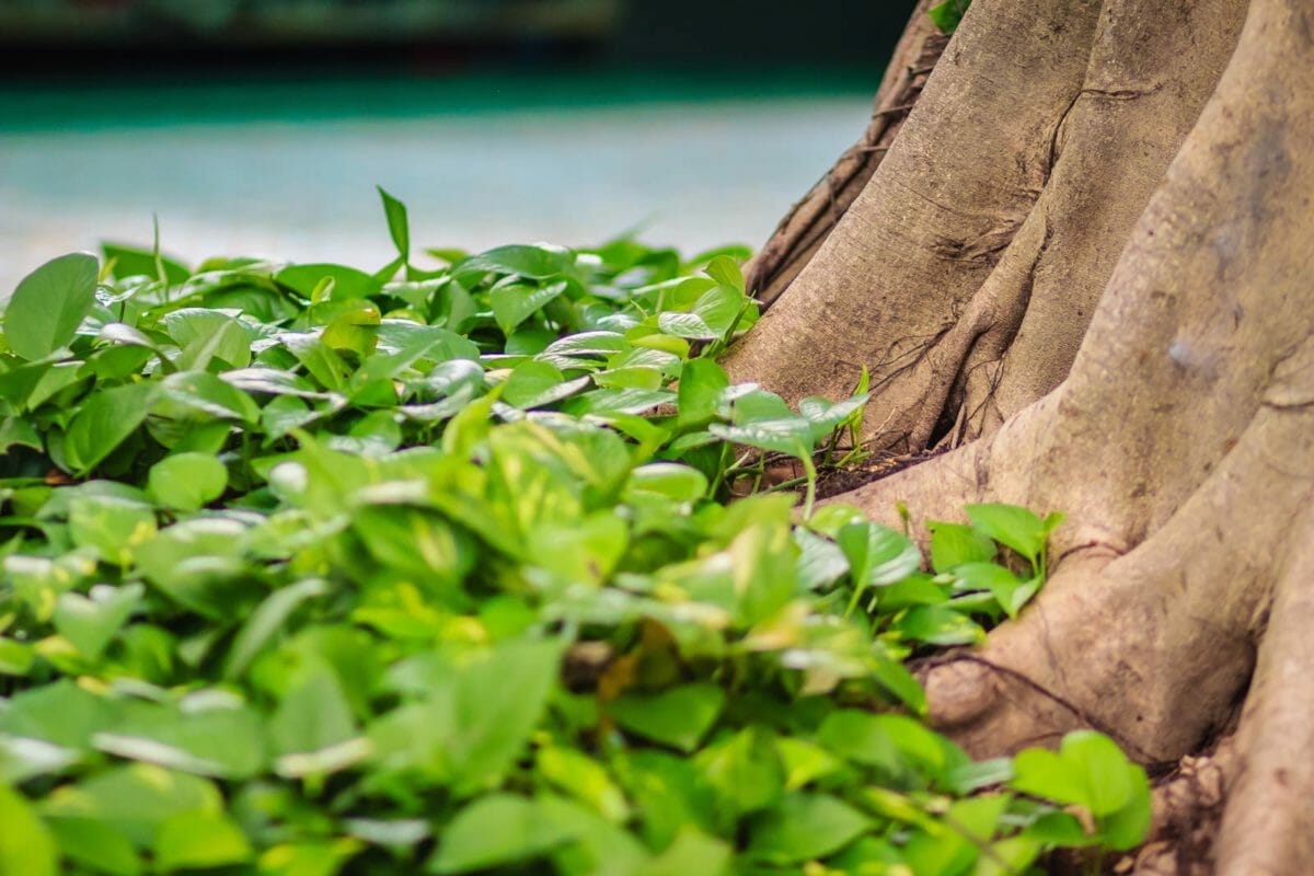 Pothos Aerial Roots: Why They Grow + What You Can Do 5 pothos in jungle