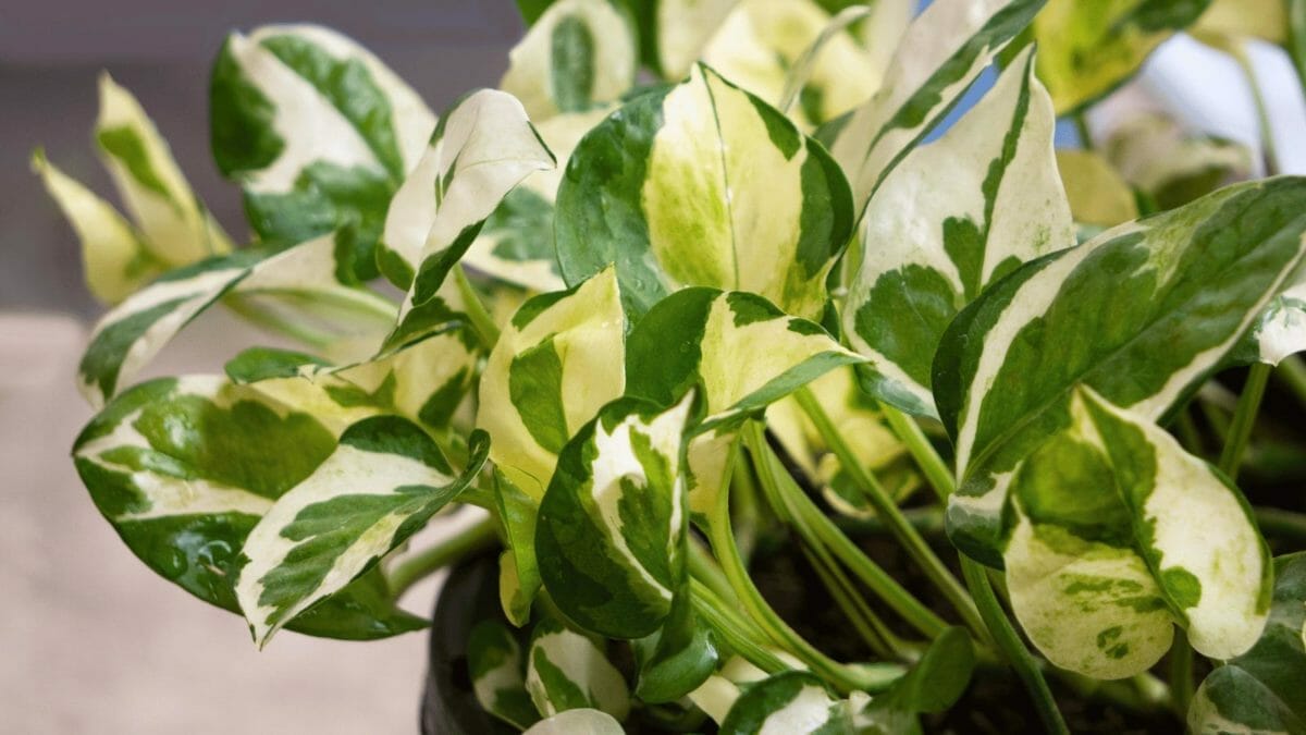 Glacier Pothos vs NJoy: Tell Them Apart + Pro Care Tips 5 pothos njoy plant