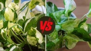 Pothos N Joy vs Pearls and Jade: 7 Differences + Care Tips 1 pothos n joy vs pearls and jade plants