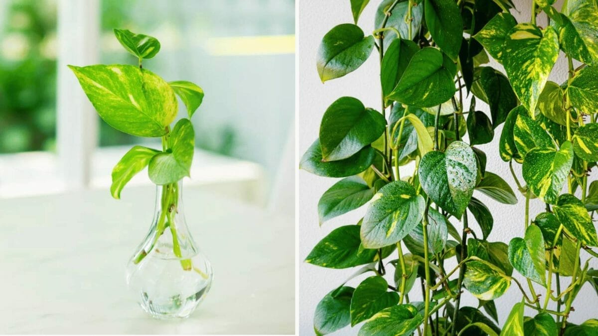 Golden Pothos vs Marble Queen: Compare & Find Out Which Is Better 10 a pothos plant not growing and one full-grown