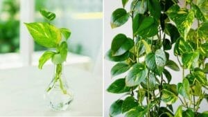 Why Is My Pothos Not Growing? (8 Causes + Simple Solutions) 1 a pothos plant not growing and one full-grown