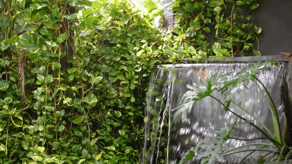 Pothos Has Brown Stems: 7 Causes, How to Prevent & Fixing 8 pothos plants growing outside