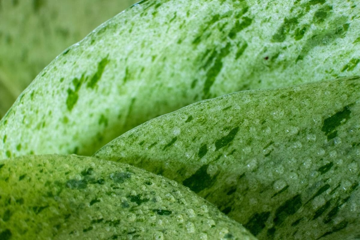 9 Simple Tips: How to Make Pothos Grow Faster ~ Like a Pro 6 pothos water droplets from misting