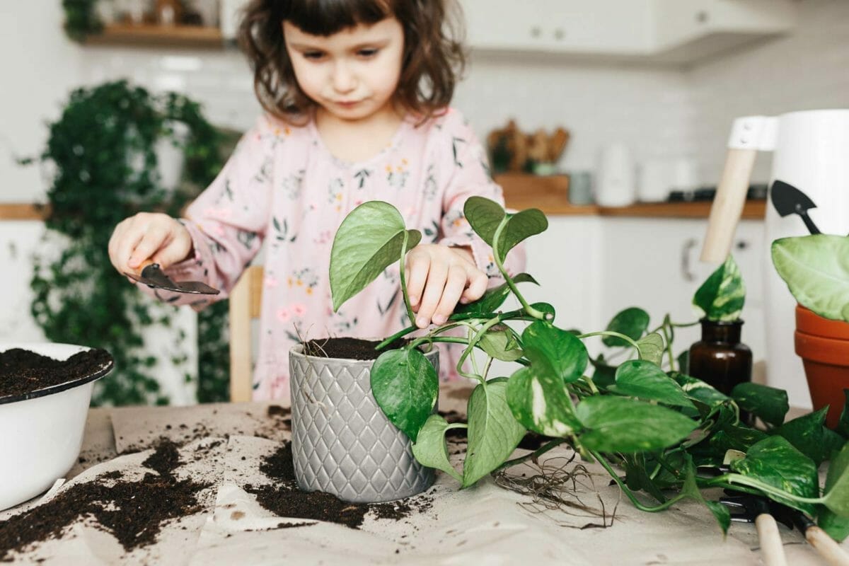 little girl repotting pothos plants