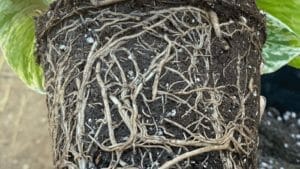 RootBound Pothos: 5 Major Signs & How to Fix + Prevent 1 showing a rootbound pothos plant