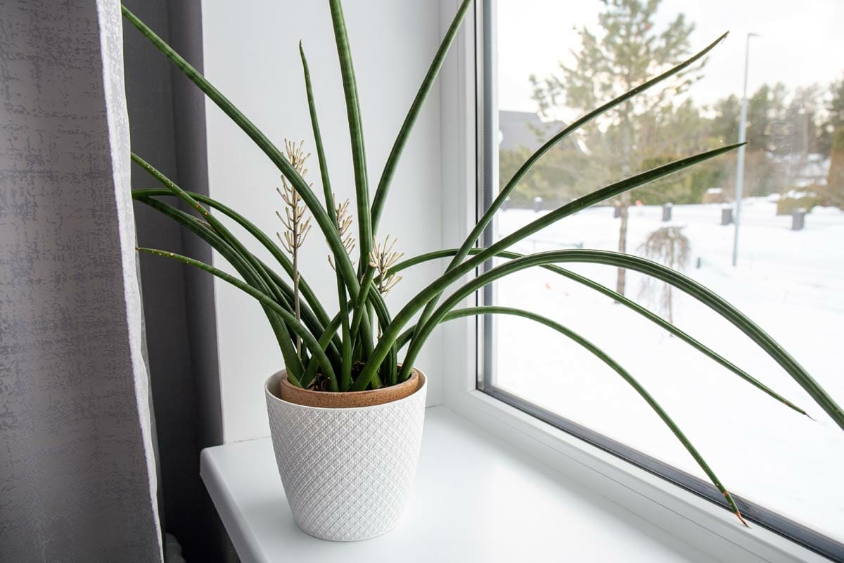Discover Snake Plant Varieties: 30+ Types of Dracaena Plants 3 African Spear Dracaena or sansevieria cylindrica in a white pot by a window