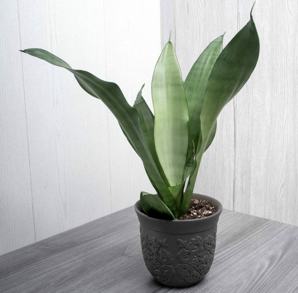 Moonshine Snake Plant Care Guide: Cultivating Elegance 5 moonshine snake plant in pot