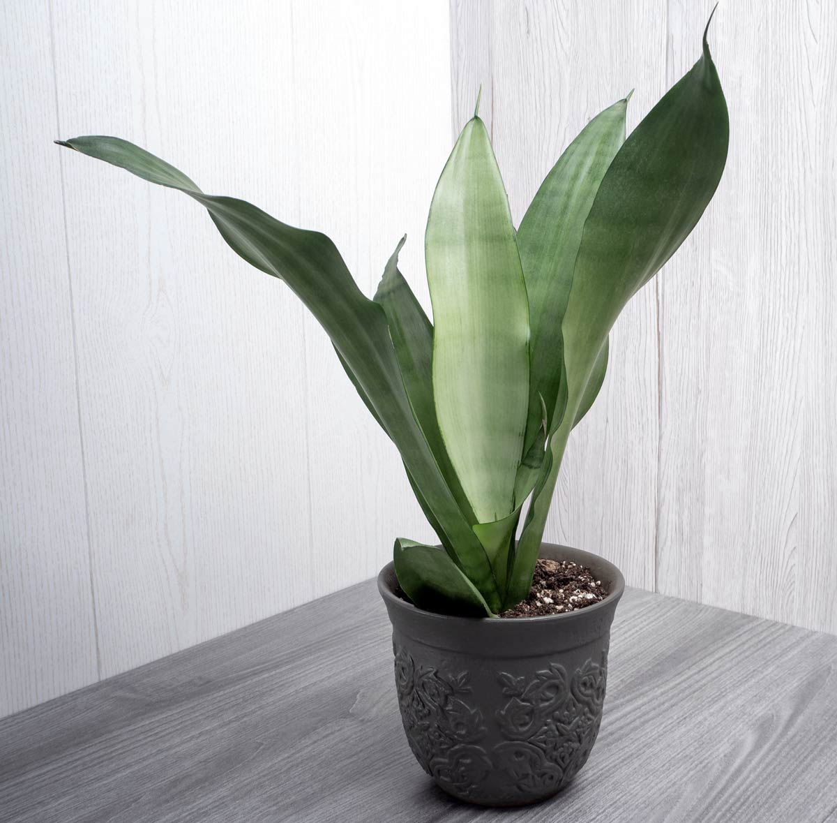 Discover Snake Plant Varieties: 30+ Types of Dracaena Plants 23 dracaena moonshine snake plant variety