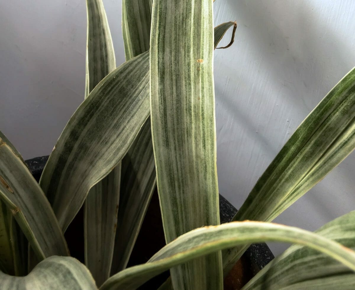 Discover Snake Plant Varieties: 30+ Types of Dracaena Plants 27 sayuri kind of snake plant
