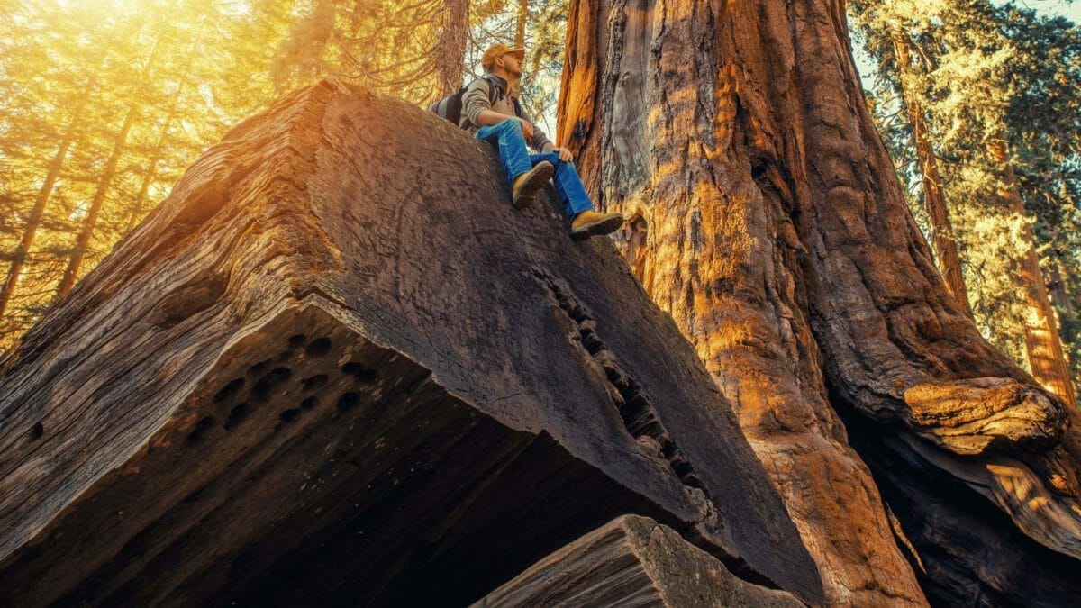 Nature's Capacity Crisis: The Overcrowding of America's Outdoor Spaces 2 sequoia national park