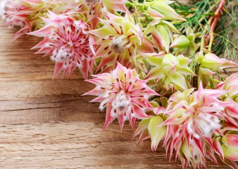 10 Rose-Colored Indoor Plants For a Vibrant & Joyful Home 10 serruria florida blushing bride plant