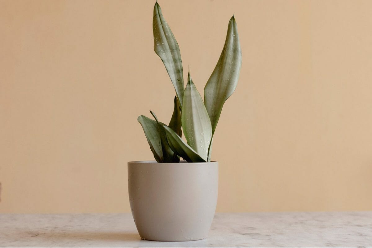 Discover Snake Plant Varieties: 30+ Types of Dracaena Plants 28 Silver Queen Dracaena (Dracaena Trifasciata ‘Silver Queen’)