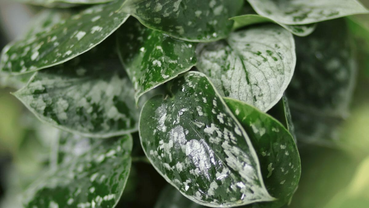 Silvery Ann Pothos: An Elusive Beauty That's Really Scindapsus pictus 5 silvery ann pothos plant closeup
