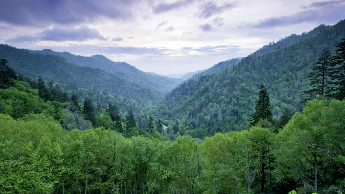 America's Most Wanted: 5 Invasive Species Destroying Ecosystems Across the U.S. 7 smokey mountains
