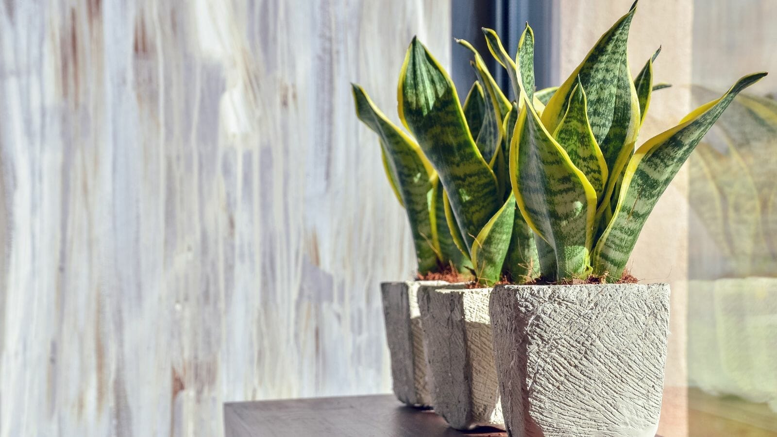 Even the Blackest of Thumbs Can Care for These 10 Houseplants 8 Even the Blackest of Thumbs Can Care for These 10 Houseplants - snake plant MSN