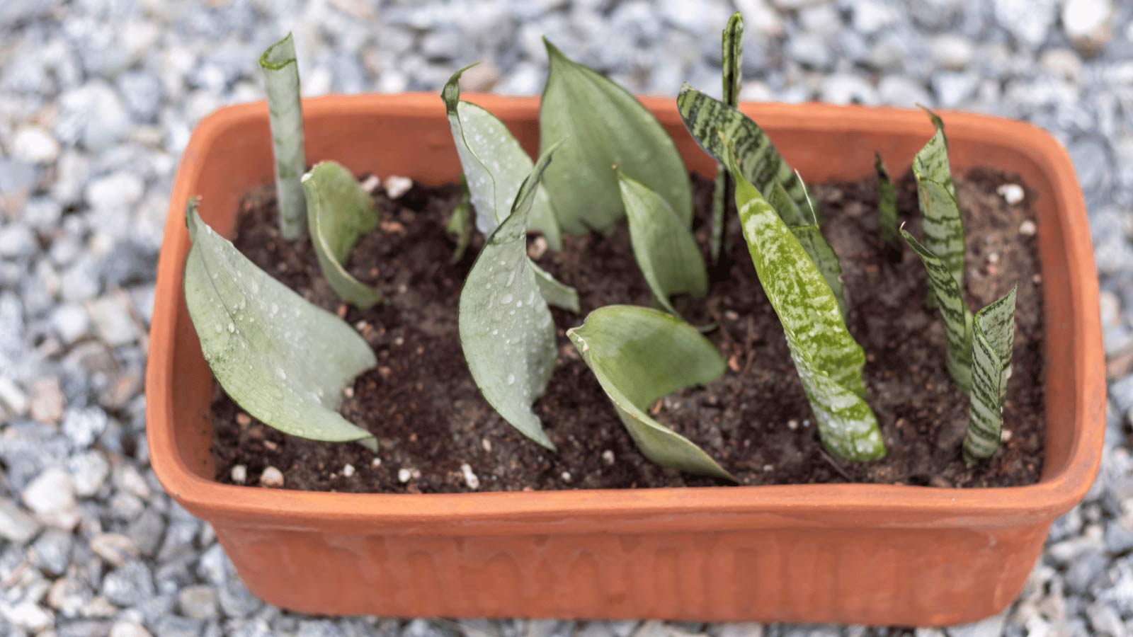 How to Propagate Snake Plants: 3 Super Simple Methods 3 snake plant soil propagation