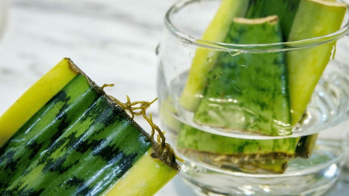 Pro Guide to Snake Plant Root Rot: How to Fix & Save Your Plant 5 snake plant water propagation