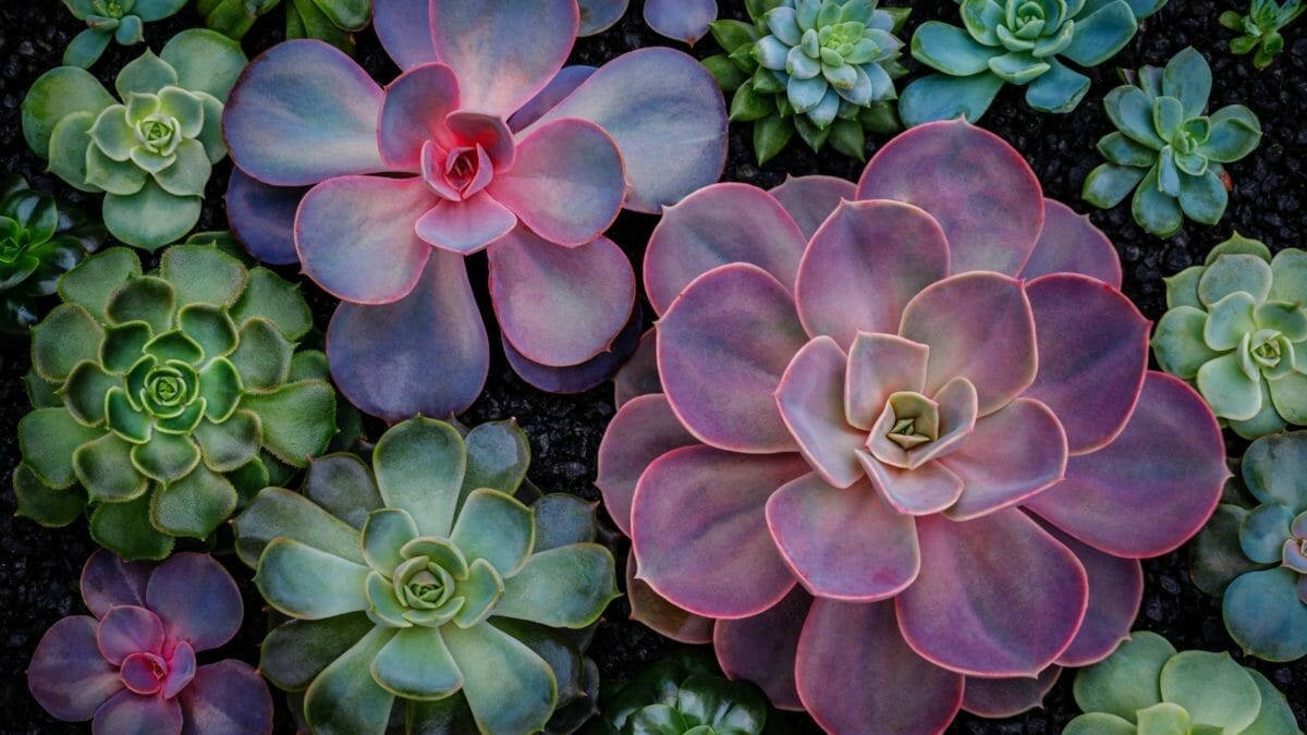 10 Best Plants To Survive and Thrive in the Barracks 8 succulents