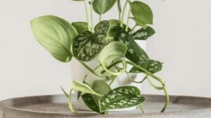 Silvery Ann Pothos: An Elusive Beauty That's Really Scindapsus pictus 1 tropical houseplant scindapsus silvery ann
