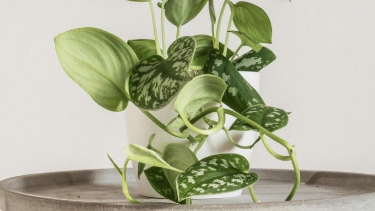 Silvery Ann Pothos: An Elusive Beauty That's Really Scindapsus pictus 5 tropical houseplant scindapsus silvery ann