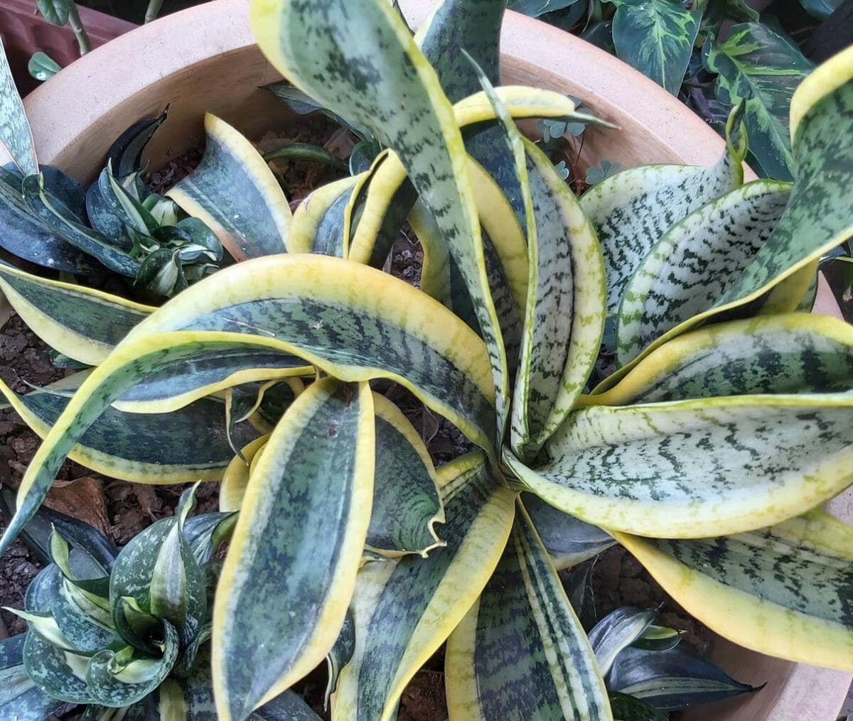 Discover Snake Plant Varieties: 30+ Types of Dracaena Plants 31 twisted sister snake plant in a pot