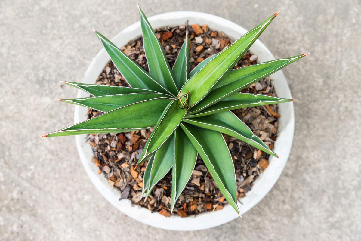 Discover Snake Plant Varieties: 30+ Types of Dracaena Plants 17 Francisii Dracaena (Dracaena Francisii) in a white pot
