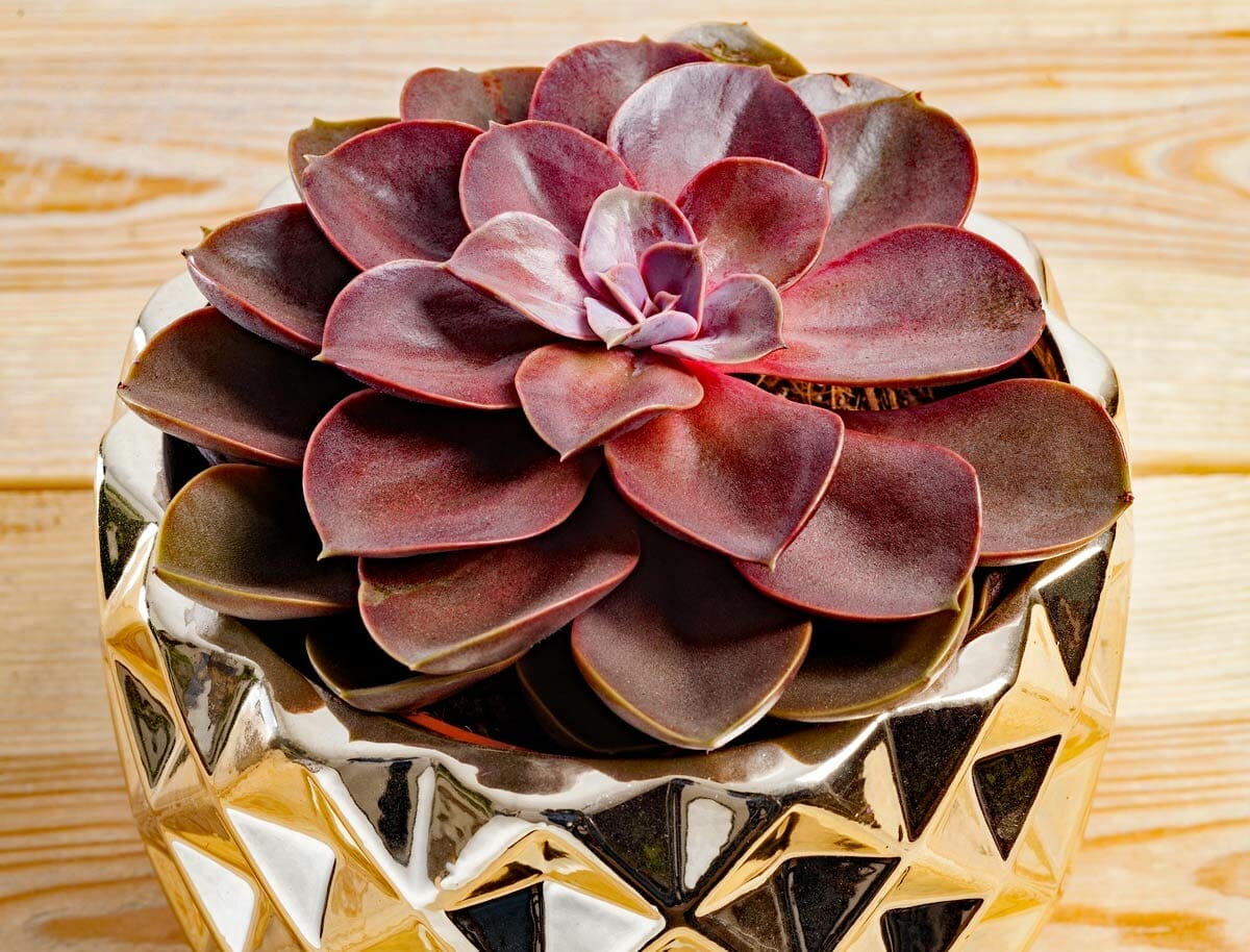 10 Rose-Colored Indoor Plants For a Vibrant & Joyful Home 11 Ghost Echeveria up close in gold pot.