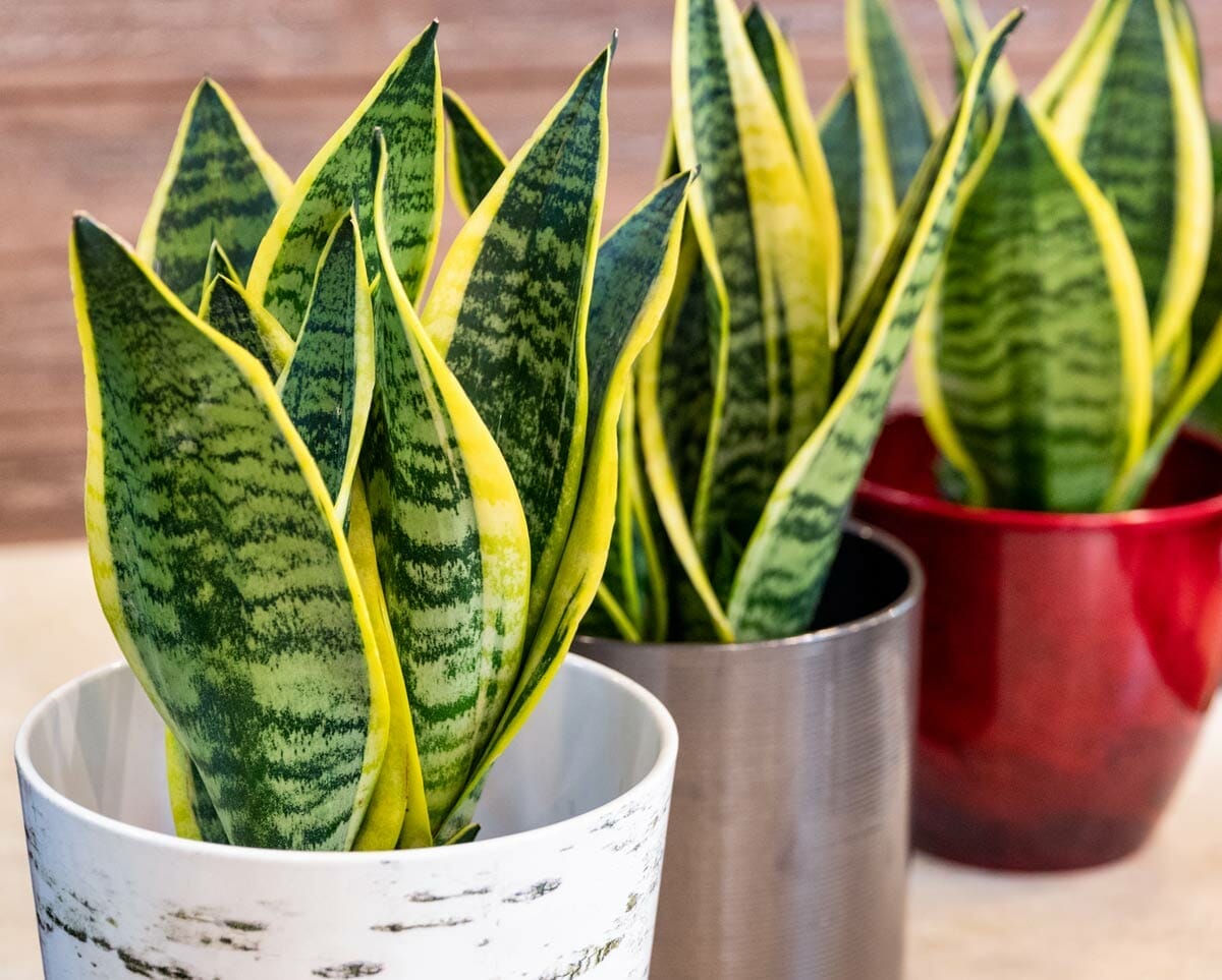 Discover Snake Plant Varieties: 30+ Types of Dracaena Plants 32 Variegated snake plant variety (Dracaena Trifasciata Laurentii’)
