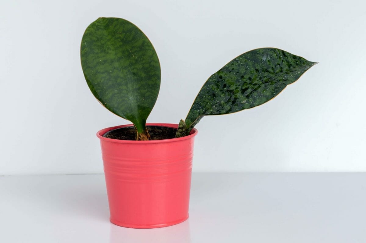 Discover Snake Plant Varieties: 30+ Types of Dracaena Plants 21 Mason’s Congo Dracaena aka Whale’s Fin (Dracaena Masoniana)