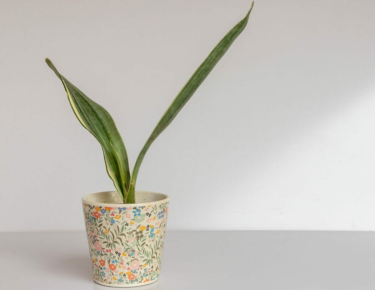 Discover Snake Plant Varieties: 30+ Types of Dracaena Plants 4 Sansevieria Bantel's Sensation in colorful pot