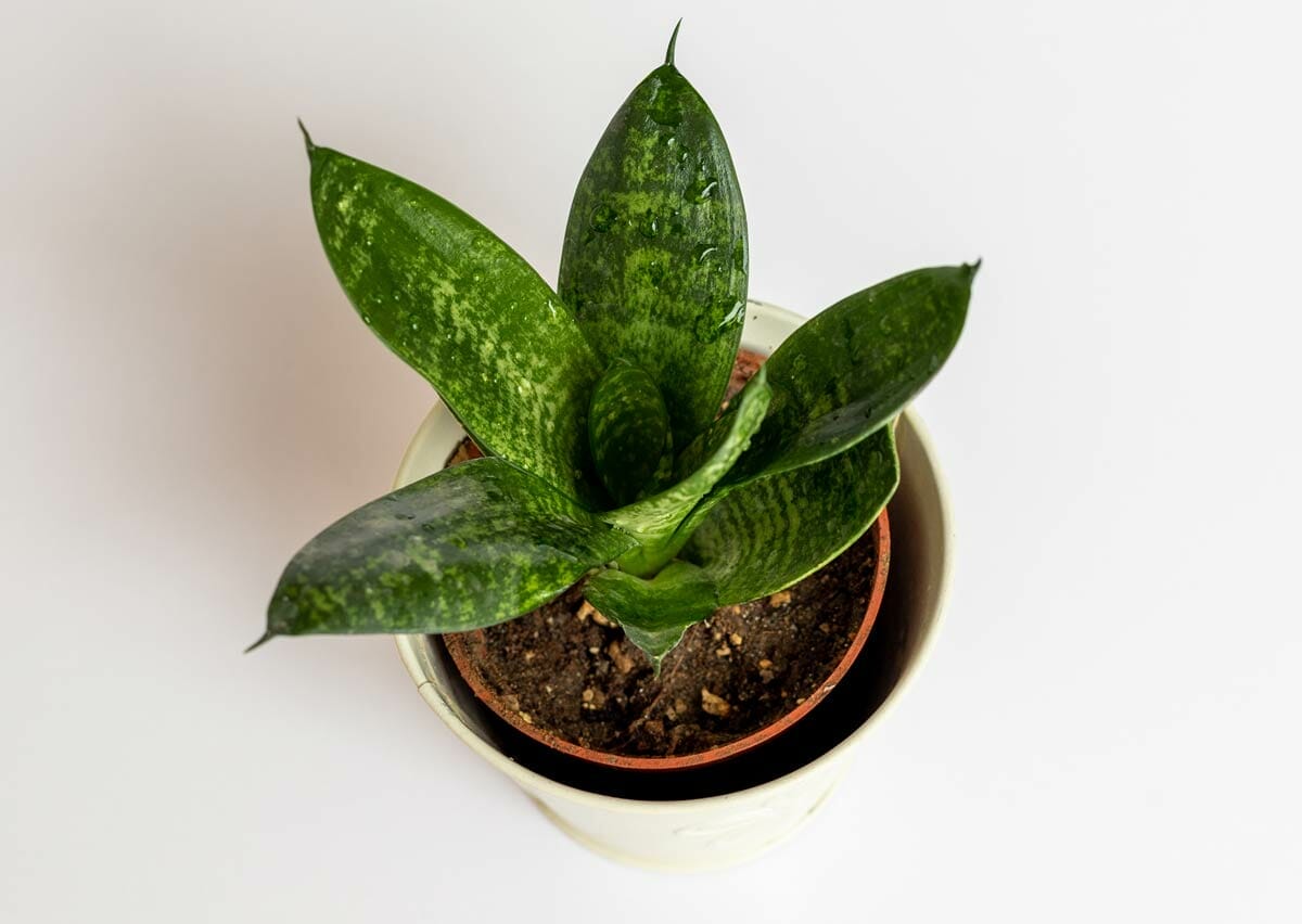 Discover Snake Plant Varieties: 30+ Types of Dracaena Plants 6 dracaena variety called birds nest hahnii