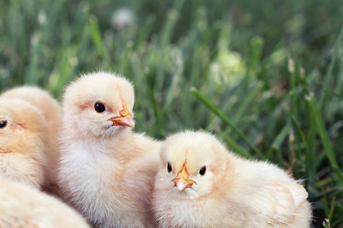 Egg Prices Soaring: Why Raising Chickens in Your Backyard May Be the Solution 4 chicks