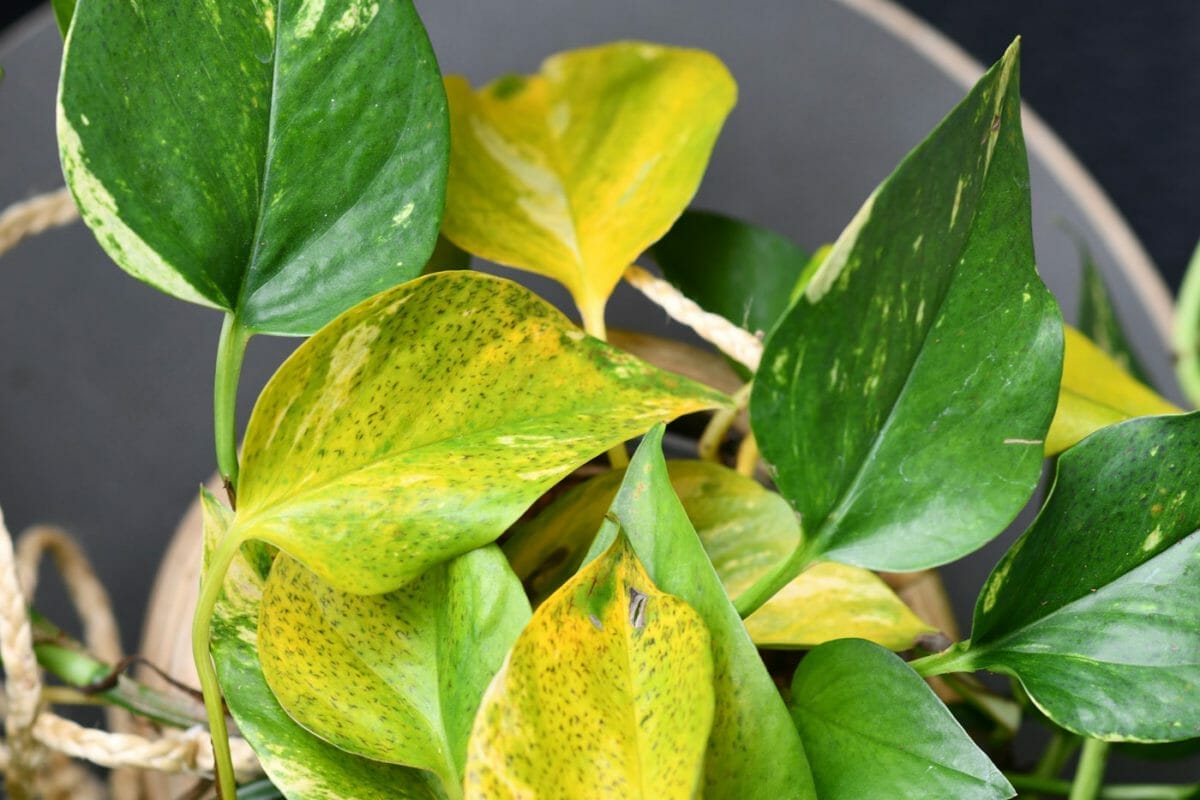 Plant Showdown: The Manjula Pothos vs Marble Queen Pothos 8 yellow pothos leaves