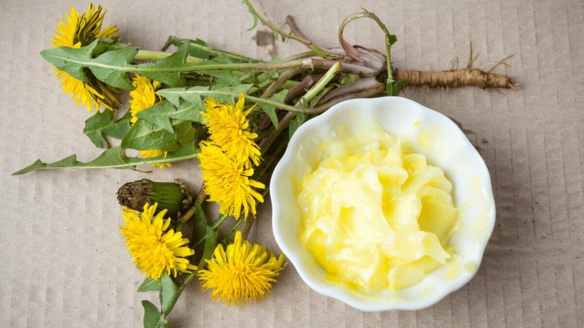 Top 10 Most Useful Plants for Food, Medicine & Materials 3 dandelion flowers and salve