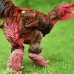 10 Most Expensive Chicken Breeds in the World 25 dong tao chicken breed