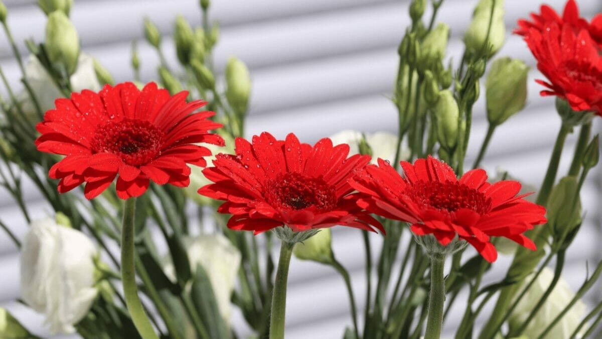10 Beautiful Houseplants That Remove Dust & Reduce Cleaning 11 Gerbera Daisy