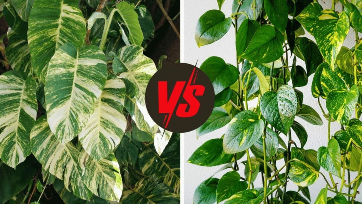 Devil's Ivy vs Pothos: Differences & The Truth Revealed 2 hawaiian vs golden pothos plant examples