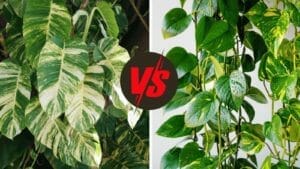 Hawaiian Pothos vs Golden Pothos: A Plant Pro Explains The Differences 1 hawaiian vs golden pothos plant examples