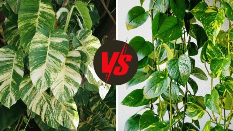 Hawaiian Pothos vs Golden Pothos: A Plant Pro Explains The Differences 7 hawaiian vs golden pothos plant examples