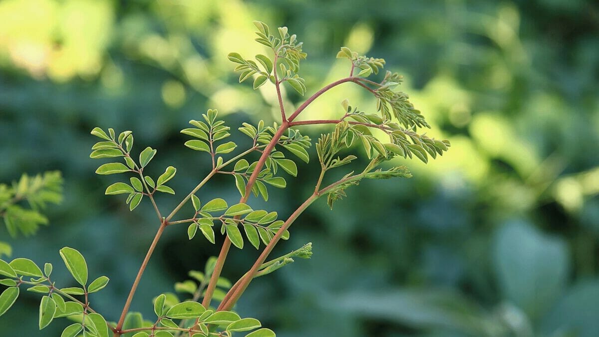 Top 10 Most Useful Plants for Food, Medicine & Materials 2 Moringa Oleifera plant