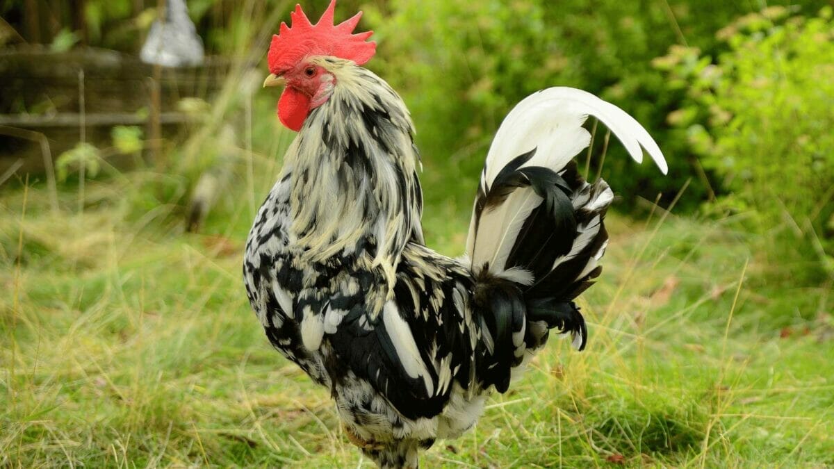 10 Most Expensive Chicken Breeds in the World 9 orust chicken breed